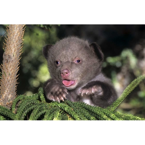 CA, Los Angeles Co, American black bear cub